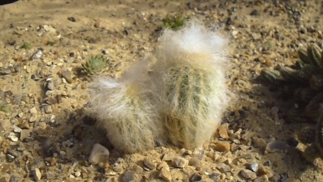 Cactus identification. Espostoa lanata ? смотреть онлайн