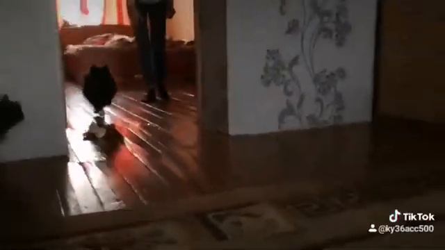 Шпиц Золушка) потеряла туфельку! смотреть онлайн