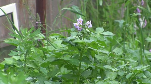 Картошка под соломой. Правдивый эксперимент смотреть онлайн