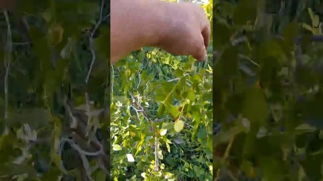 Ziziphus Jujuba arba Paprastasis Zizifas. смотреть онлайн