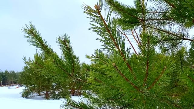 19 февраля День Вукола. Что нельзя делать 19 февраля. Народные традиции и приметы и суеверия смотреть онлайн