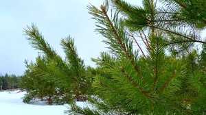 19 февраля День Вукола. Что нельзя делать 19 февраля. Народные традиции и приметы и суеверия