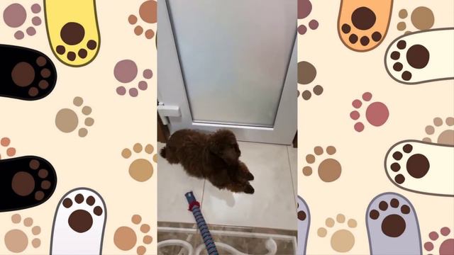 Пропал пудель Сыктывкар Чукачой смотреть онлайн