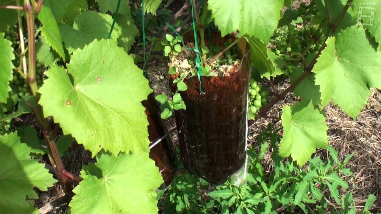 Виноград на улице 09.08.2015 смотреть онлайн