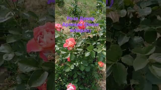 Роза Декор Арлекин (Decor Arlequin/ смотреть онлайн