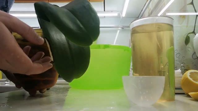 УДИВИТЕЛЬНЫЙ способ полива ОРХИДЕИ смотреть онлайн