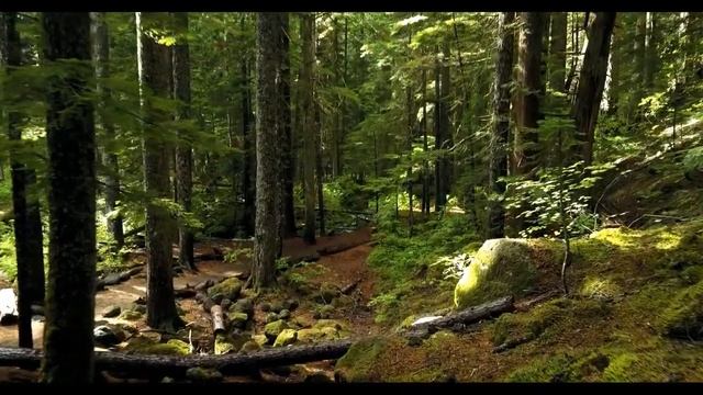 Сказочный лес смотреть онлайн