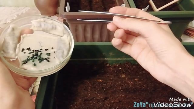 Посев лука-чернушки на рассаду. ЛУКОВЫЕ СЕКРЕТЫ! Как и когда сеять?! Московская обл.(19.02.18) смотреть онлайн