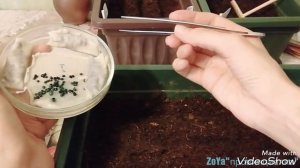 Посев лука-чернушки на рассаду. ЛУКОВЫЕ СЕКРЕТЫ! Как и когда сеять?! Московская обл.(19.02.18)