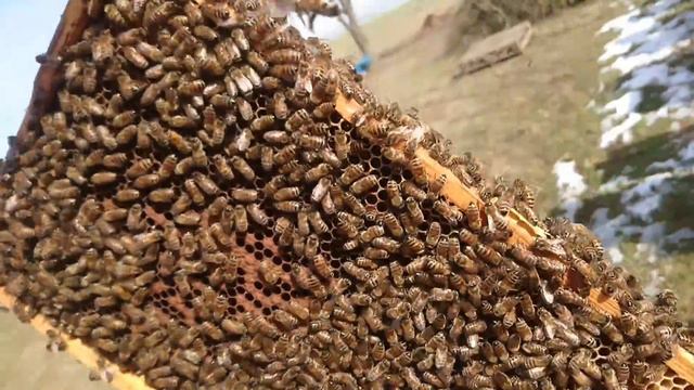 Весна пришла и с ней и проблемы. смотреть онлайн