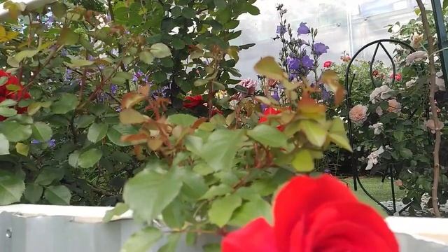 Роза плетистая Liliana. Лилиана. Дельбар. Delbar смотреть онлайн