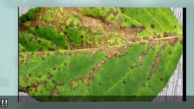 kocide 2000/copper hydroxide/downy mildew control смотреть онлайн