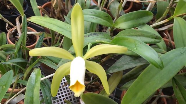 Cattleya forbesi alba смотреть онлайн
