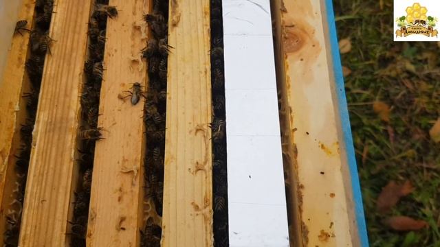 Борьба с клещом Бипином 1ч.  Клещь варроа