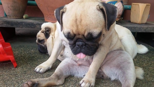 мопс храпит,как старый дед смотреть онлайн