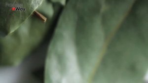 Лавровый Лист Для Умирающего и Чахнущего Комнатного Растения Оживают Все и Сразу!