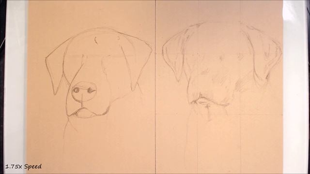 Sketching Animals: How to Draw a Realistic Dog смотреть онлайн