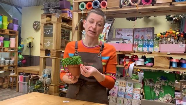 Пеперомия Хэппи Бин - счастливый боб | Пожалуй, самая необыкновенная пеперомия смотреть онлайн