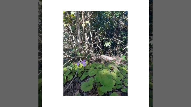 Любите гулять на природе? Природа Тенерифе впечатляет! смотреть онлайн