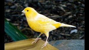 Кенар роллер тройник ПЕСНЯ ИЗ ПЕНИЯ ЛЯГУШЕК 1-9