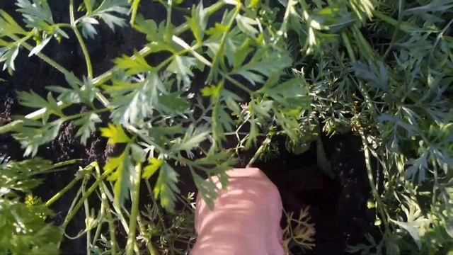 Выросла Морковь "НАНТСКАЯ УЛУЧШЕННАЯ" 12.07.2019г. смотреть онлайн