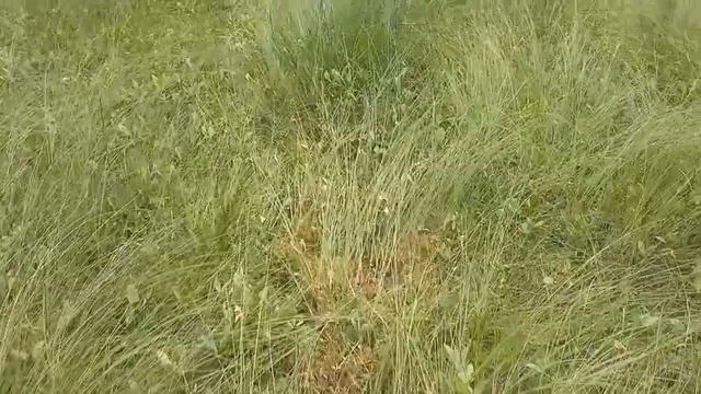 Лосиная тропа через болото