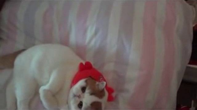 Кот Снуппи играет/Cat Snoopy Play смотреть онлайн