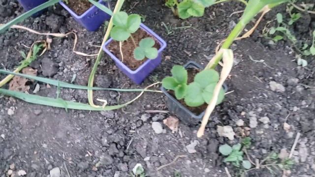 Какие сорта клубники оставляю на следующий год смотреть онлайн