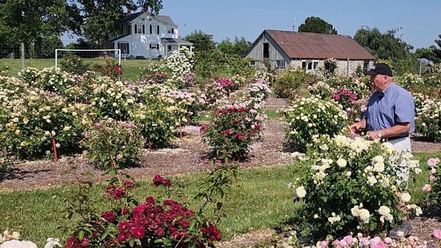 David Austin® Rose Imogen™// Another Outstanding 