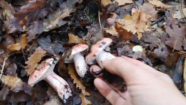 Un campo minato di Lardaioli! Udite udite HYGROPHORUS RUSSULA a volontà смотреть онлайн
