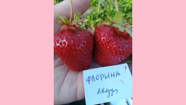 Обзор сортов клубники. Заказ саженцев. смотреть онлайн