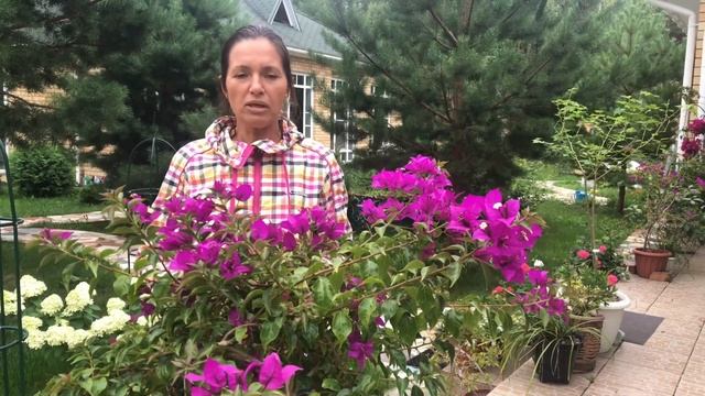 БУГЕНВИЛЛИЯ РЕЗУЛЬТАТ ФОРМИРОВАНИЯ | ШТАМБ БАНСАЙ ДВА СОРТА В ОДНОМ КАШПО смотреть онлайн