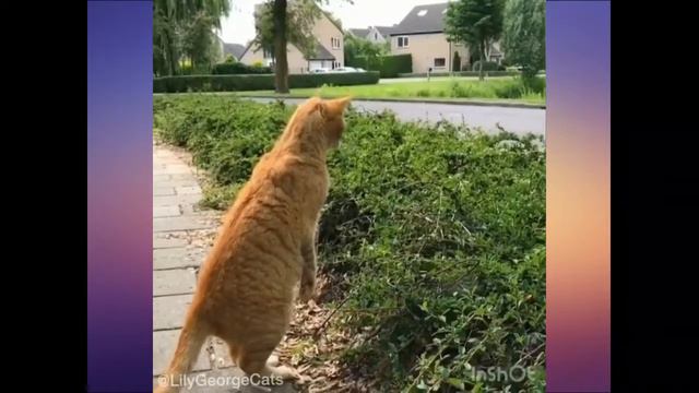 СМЕШНЫЕ ЖИВОТНЫЕ 2020 #5 Смешная подборка смотреть онлайн