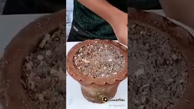Latest Way to Grow Hibiscus from Cuttings At Home смотреть онлайн