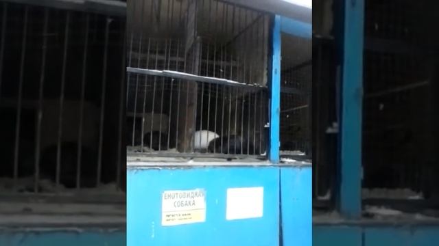 Как кричит Рысь смотреть онлайн