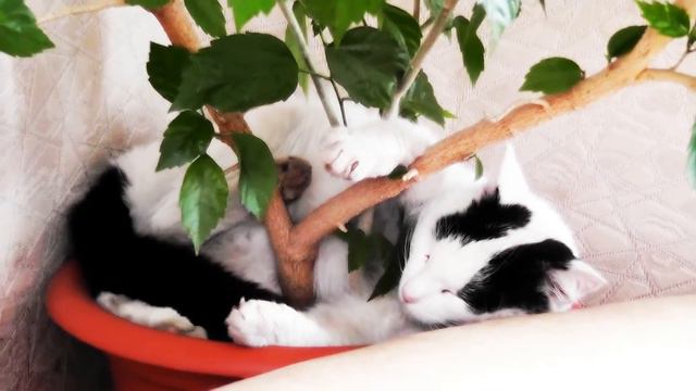 Кошка и дерево :) смотреть онлайн