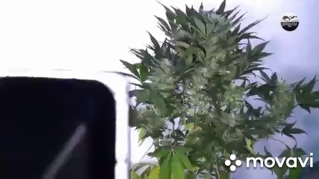 Лучшие сорта √1 видео несет познавательный характер. 🔞+