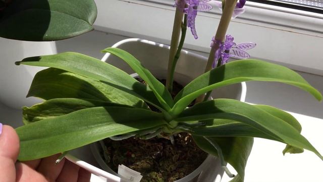 Dtps Tzu Chiang Sapphire Орхидея Сапфир. смотреть онлайн