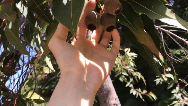 Corymbia ficifolia (Red-flowering gum) смотреть онлайн