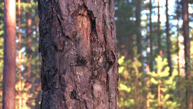 ЭКОЛОГИЯ ЛЕСА: о бережном отношении к природе смотреть онлайн