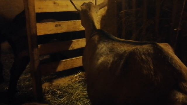 Козы Дешевые И Дорогие//Племенное Козоводство В России Это Жесть // С.Х.У