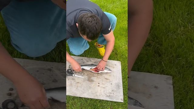 Горбуша с икрой, и будет счастье☀️☀️☀️ #варзуга #горбуша #дмитрийворобьев #мурманскаяобласть смотреть онлайн