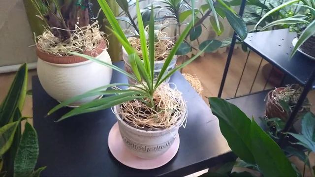 Комнатные растения, композиция с теневыносливыми растениями смотреть онлайн