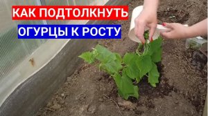 КАК ПОДТОЛКНУТЬ ОГУРЦЫ К РОСТУ - В ЛУНКУ ПРИ  ПОСАДКЕ ПОЛОЖИТЕ ЭТОТ СОСТАВ
