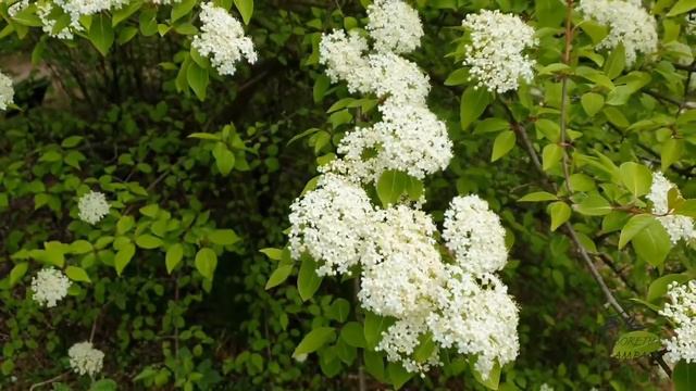 Viburnum prunifolium kalina višňolistá смотреть онлайн