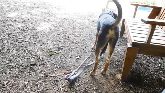 FOHA Buddies -  8/10/2017