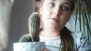Моя коллекция кактусов!