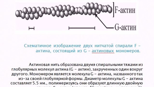 Лекция «Биофизика мышечного сокращения» смотреть онлайн