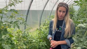 Томаты по два в лунку, загущенные посадки, непредсказуемая погода и климат на Балтийском море