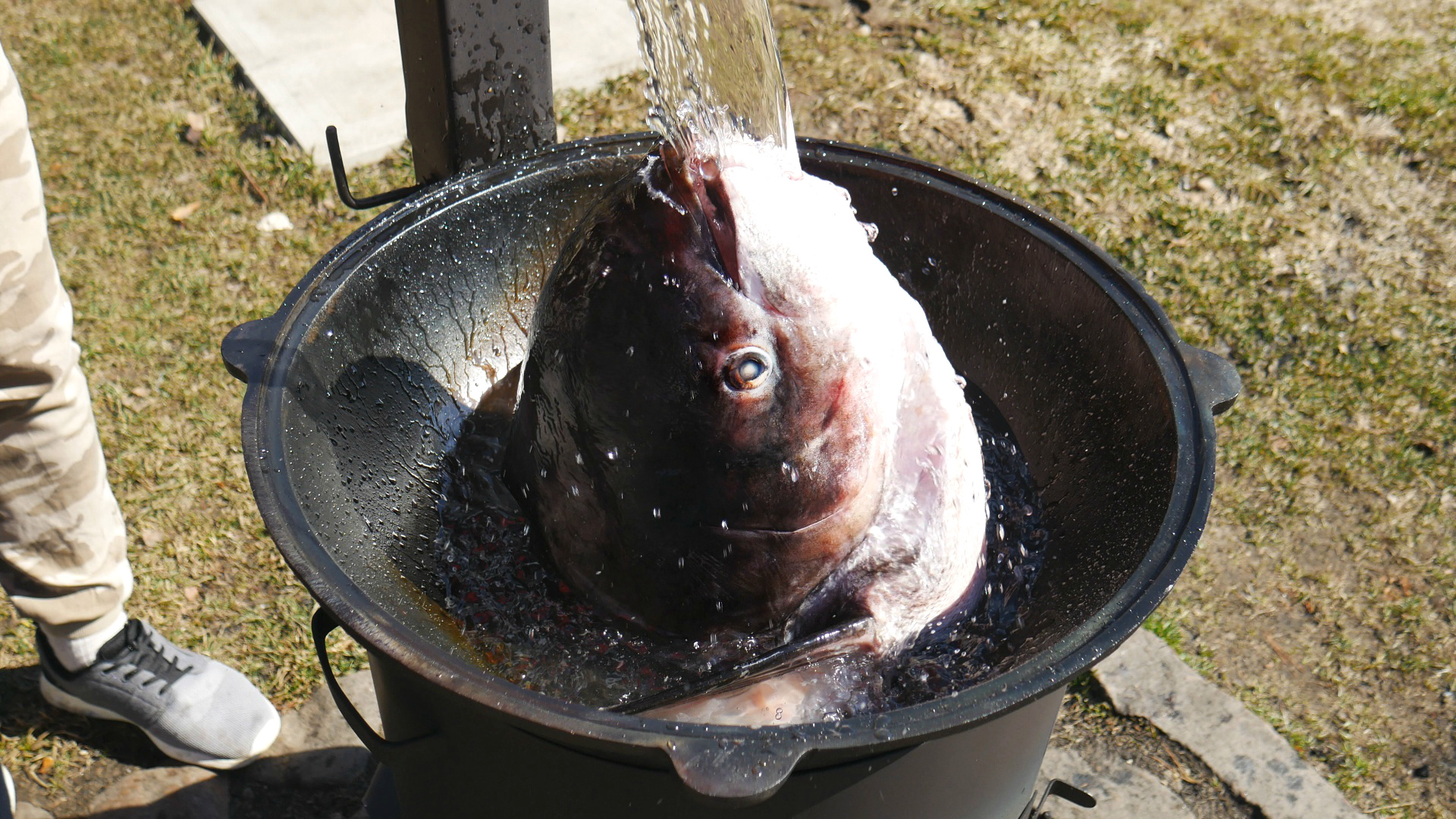Приготовил уху из головы толстолобика на 7кг в казане на костре. смотреть онлайн